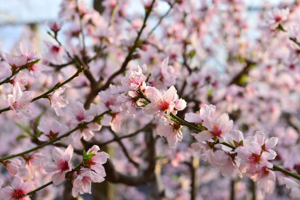 istock In full bloom in the peach blossom 1135046176