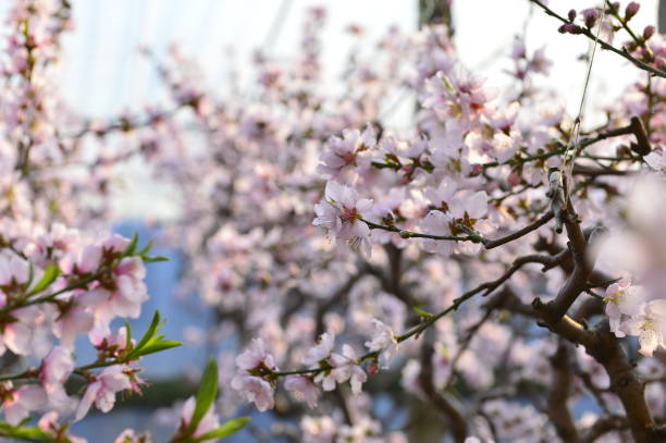 In full bloom in the peach blossom In full bloom in the peach blossom Nectarine stock pictures, royalty-free photos & images