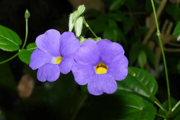 Photo of nice colorfull orchidea floret with leaf