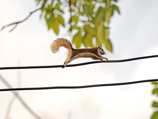 istock Close up Squirrel Running on Electric Wire Isolated on Background 1135047657
