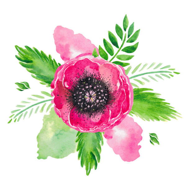 ilustrações de stock, clip art, desenhos animados e ícones de watercolor illustration of red flowering poppies stem green leaves floral set on white background - stem poppy fragility flower