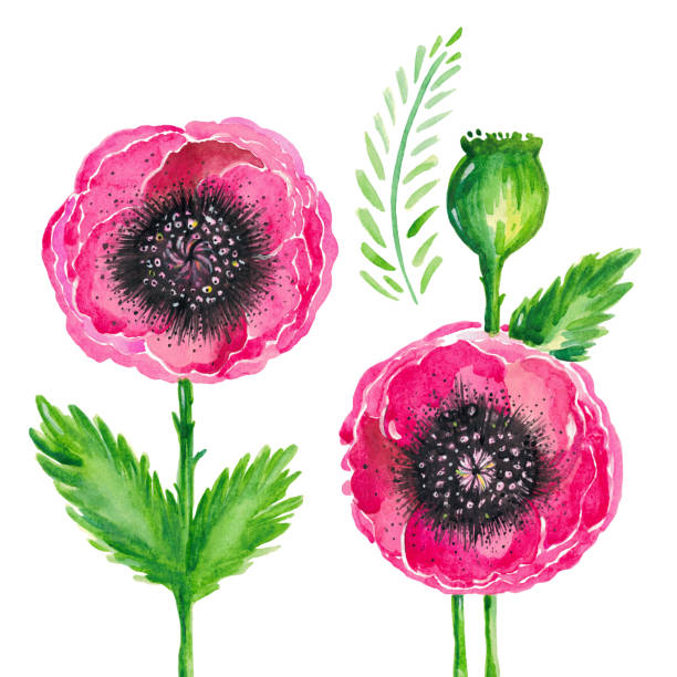 illustrazioni stock, clip art, cartoni animati e icone di tendenza di illustrazione ad acquerello di papaveri rossi in fiore gambo foglie verdi set floreale su sfondo bianco - stem poppy fragility flower