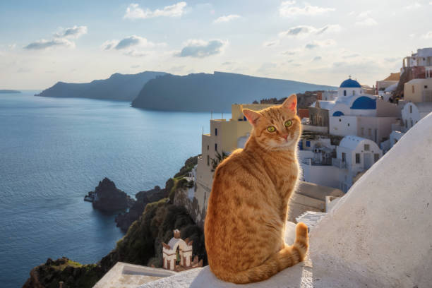 Beautiful red cat at sunset with blue sky and Santorini island in background, Greece