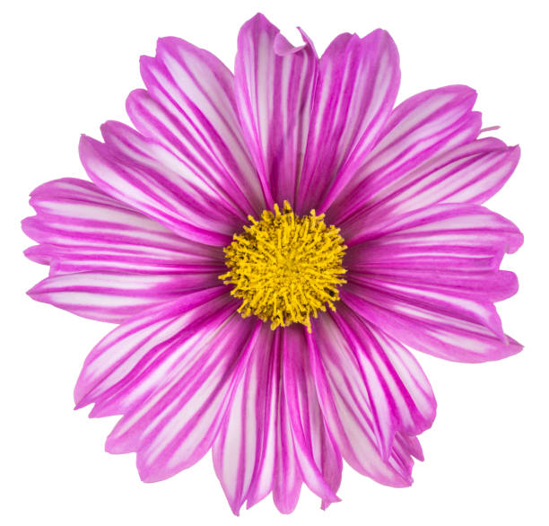 istock cosmos flower isolated 1135048712