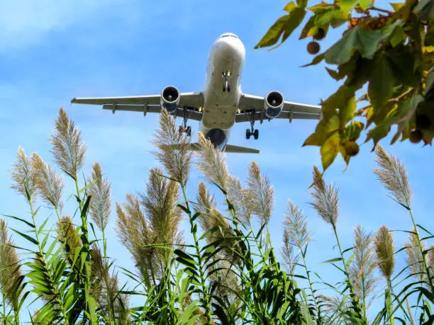 The plane flies low over the stems of common reed with dark beige spikelets-panicles - view from below. Silver  aircraft is landing on a background of plants and blue sky, close-up