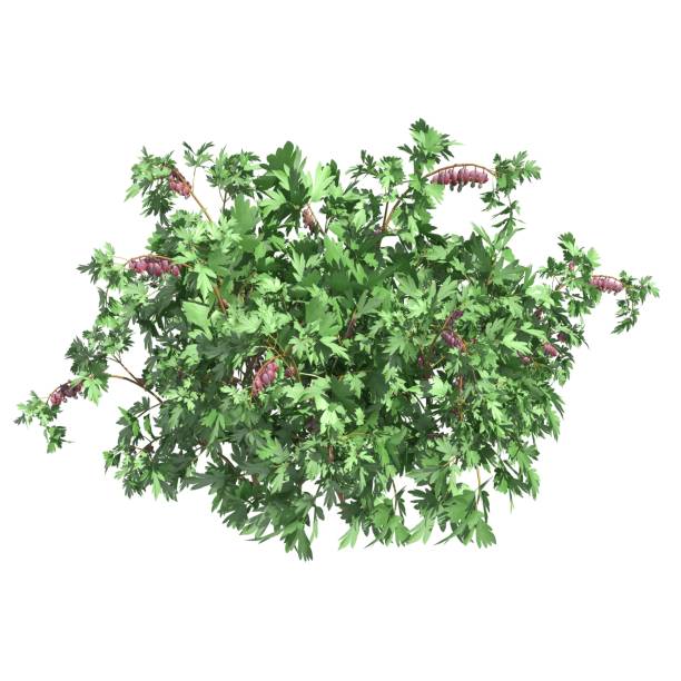 istock Plants 3d illustration isolated on the white background 1135049122