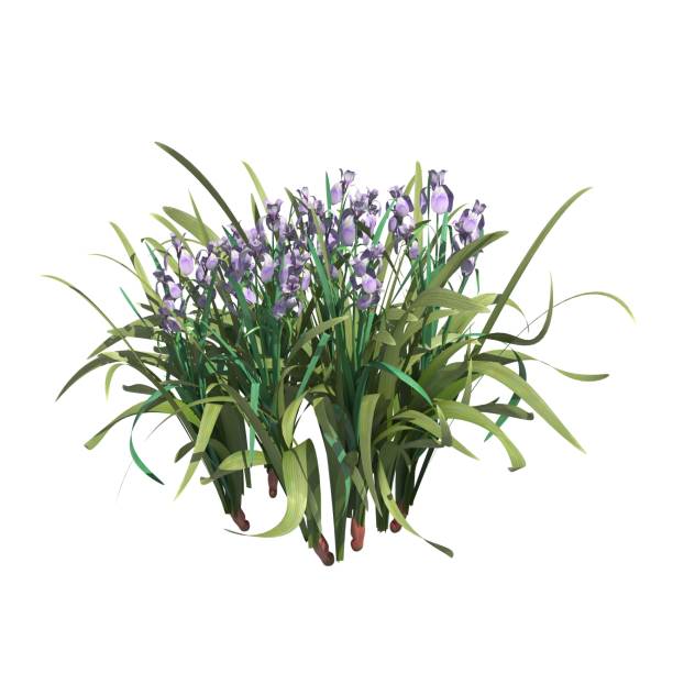 istock Plants 3d illustration isolated on the white background 1135049145