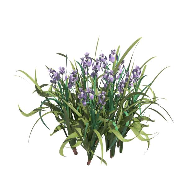 istock Plants 3d illustration isolated on the white background 1135049155