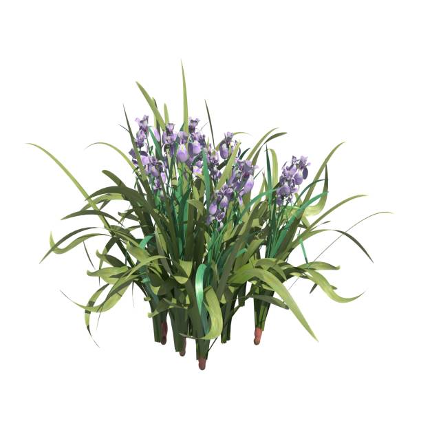 istock Plants 3d illustration isolated on the white background 1135049158