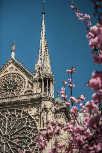 istock Notre Dame de Paris at Spring with Blooming Japanese Cherry Trees 1135049234