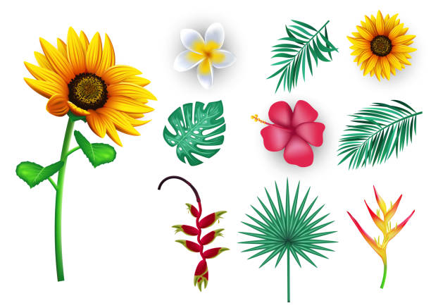 ilustrações de stock, clip art, desenhos animados e ícones de tropical flowers and leaves, 3d realistic floral vector mesh elements for summer season like sun flower - sunflower field flower yellow