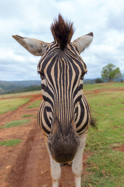 sguardo quizicale da una zebra con un muso lungo che mostra dettagli della sua colorazione e caratteristiche - quizical foto e immagini stock
