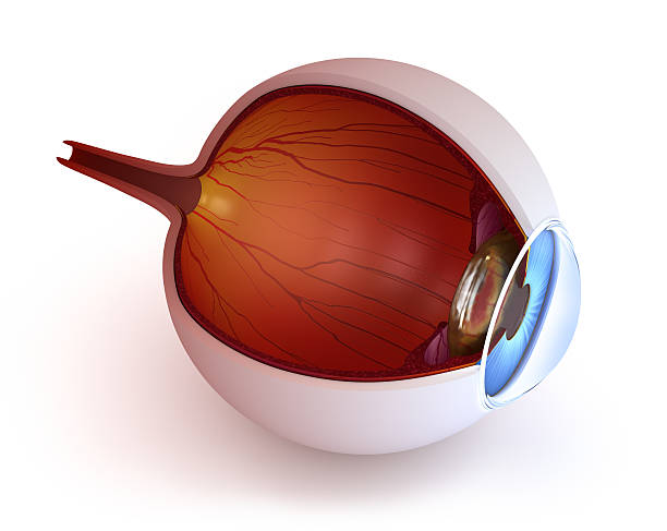 istock Anatomy of eye - inner structure 113505087
