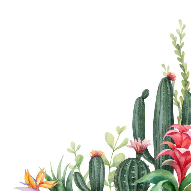 Vector illustration of Watercolor vector banner tropical flowers and cacti isolated on white background.