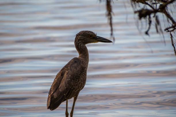 istock A Black-crowned Night Heron in Brandeton, Florida 1135056492