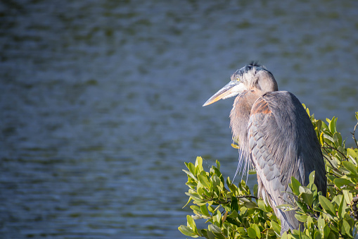 A portrait shot of a large wading bird enjoying the view of nature in Robinson Preserve