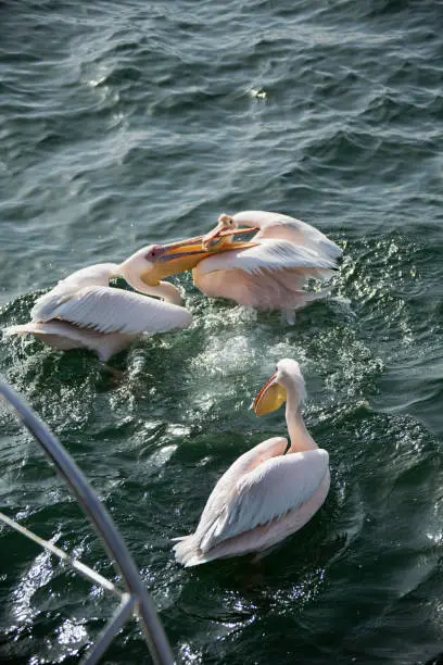 Photo of Three hungry white pelican on the ocean