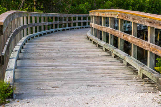 istock A mangrove tunnel in Brandeton, Florida 1135056723