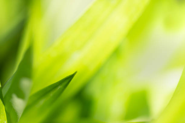 istock Closeup nature view of green leaf on blurred greenery background 1135056760