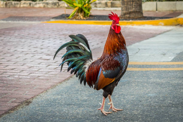istock A Gypsy Chicken in Key West, Florida 1135057628