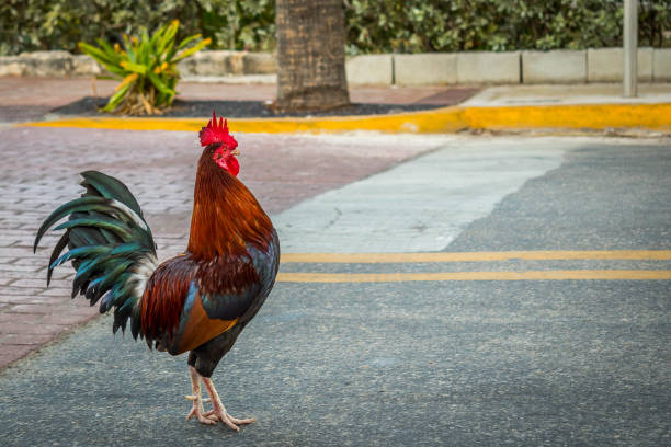 A Gypsy Chicken in Key West, Florida