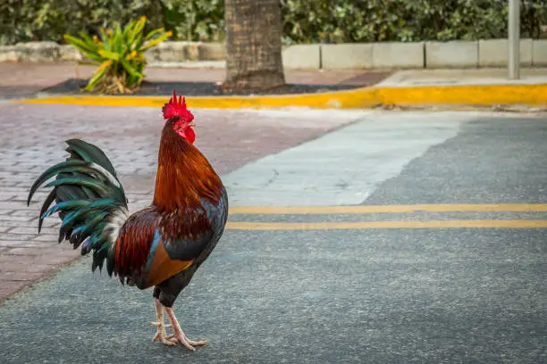 Photo of A Gypsy Chicken in Key West, Florida