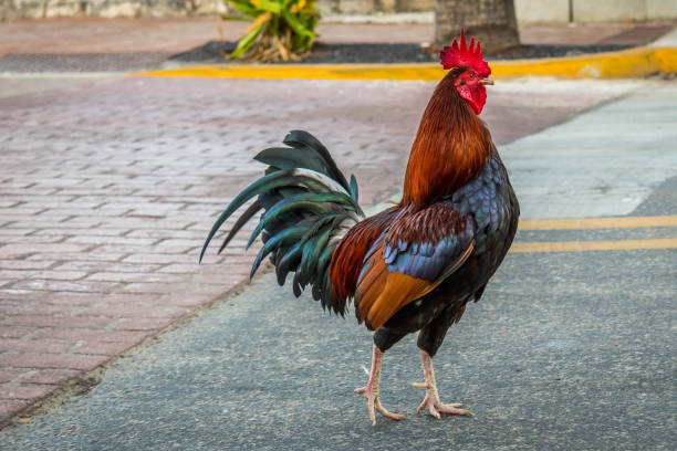 istock A Gypsy Chicken in Key West, Florida 1135057631