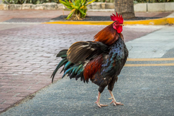 istock A Gypsy Chicken in Key West, Florida 1135057633