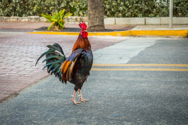 istock A Gypsy Chicken in Key West, Florida 1135057634