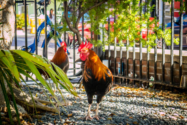 A portrait shot of a red rooster with a black tail feathers in Florida Keys
