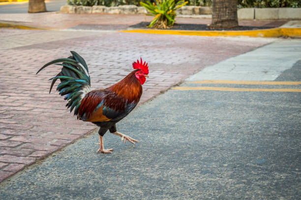 istock A Gypsy Chicken in Key West, Florida 1135057638