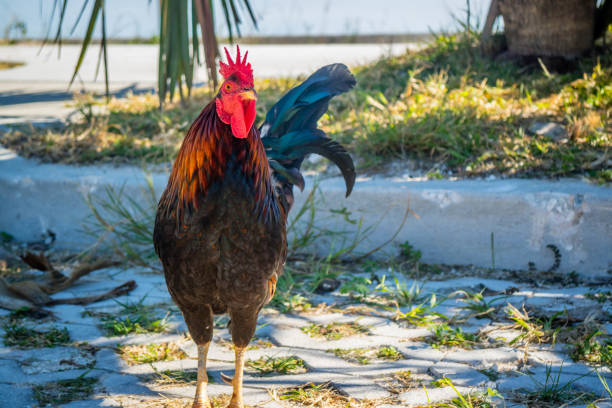 istock A Gypsy Chicken in Key West, Florida 1135057640