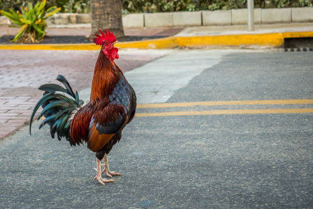 istock A Gypsy Chicken in Key West, Florida 1135057645