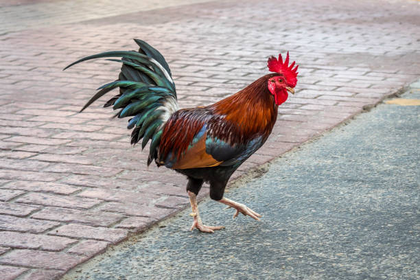 istock A Gypsy Chicken in Key West, Florida 1135057646
