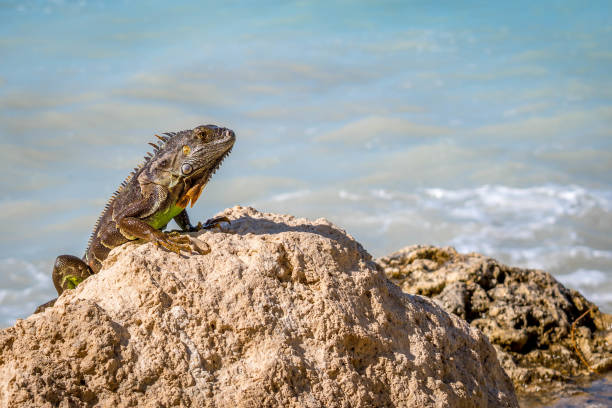 istock A Green Iguana in Key West, Florida 1135057662
