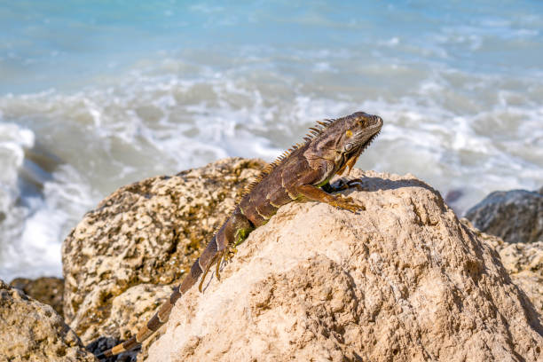 istock A Green Iguana in Key West, Florida 1135057669