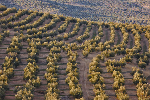 campos da oliveira na andaluzia. paisagem agricultural espanhola da colheita. espanha - andalusia landscape spanish culture olive tree - fotografias e filmes do acervo