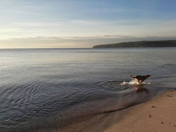istock dog, sea, beach 1135058035
