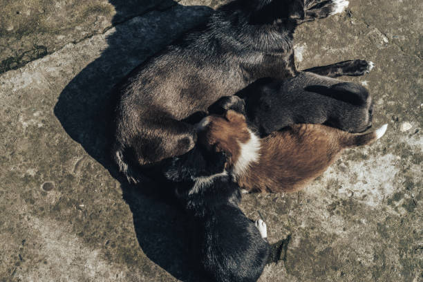 istock Old dog feeds three so puppies Black and white, White-red, Gray. 1135059280