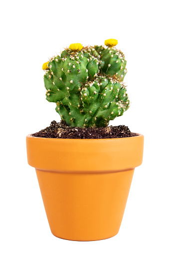Miniature potted cactus Cereus Peruvianus Monstrosus isolated on white background, home plant