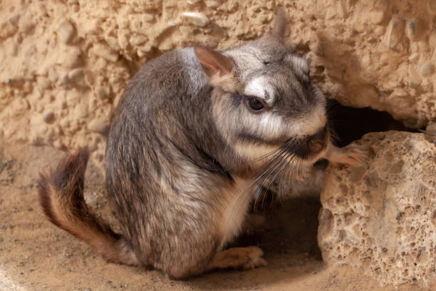 istock Portrait of a plains viscacha 1135059381