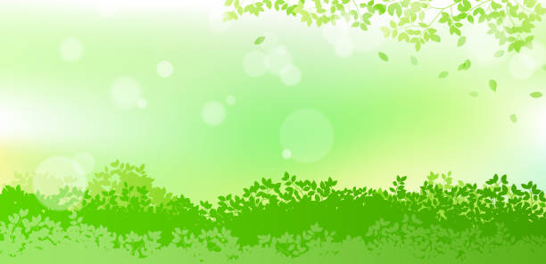 ilustraciones, imágenes clip art, dibujos animados e iconos de stock de verde fresco y el sol deja el material de fondo - spring air lush foliage branch