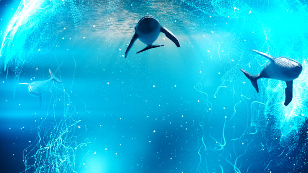 istock Whales traveling in blue water near surface 1135060438