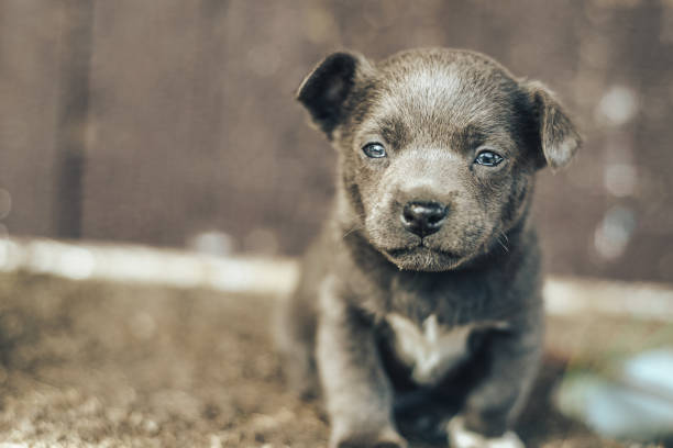 istock Little gray puppy dog with blue eyes. 1135060461