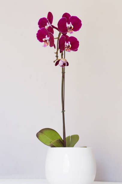 istock Beautiful purple orchid in white pot 1135062921