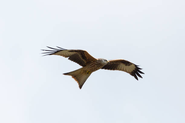 istock red kite (milvus milvus) bird of prey in flight, spread wings 1135063164