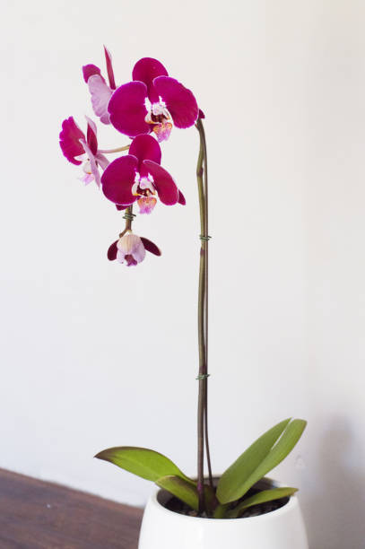 istock Beautiful purple orchid in white pot 1135064161