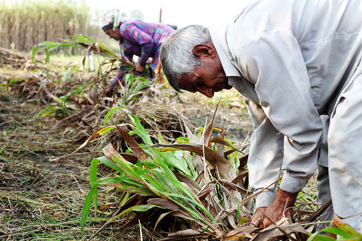 Farmer harvesting sorghum crop use as animal fodder.