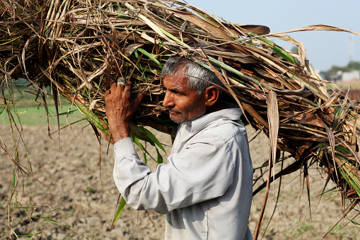 Senior farmer of Indian ethnicity working portrait outdoor in the field.