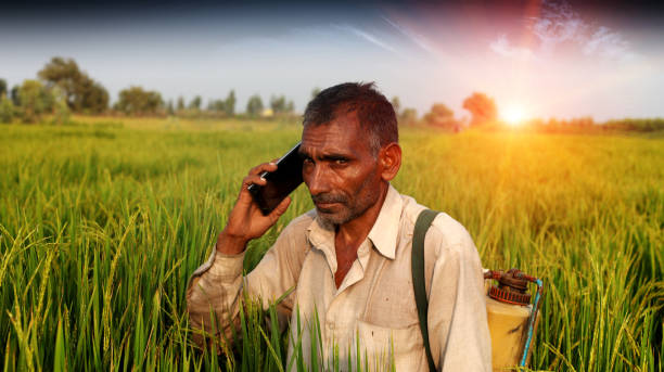 senior farmer talking on mobile phone - developing countries farmer rice paddy asia imagens e fotografias de stock